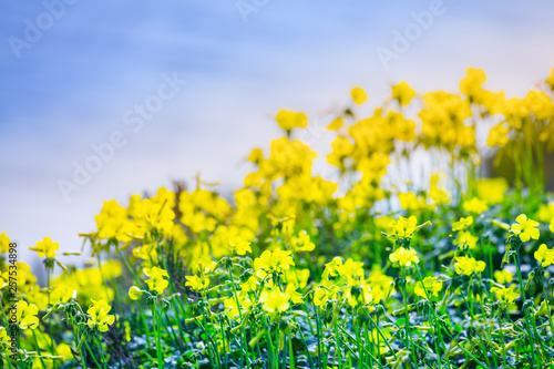Bright spring flowering of yellow flowers. A typical spring phenomenon on the shores of the Mediterranean Sea. The plant Oxalis is known as the wood sorrels  woodsorrels or wood-sorrel.