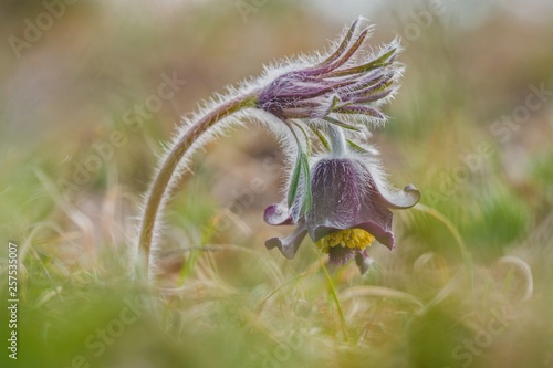 Fresh meadow anemone, small pasque flower with dark purple cup like flower, yellow pistils and hairy stalk growing in  meadow on a spring sunny day, blurry background, hazy green grass foreground