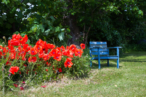 bench and poppy flowers in a garden