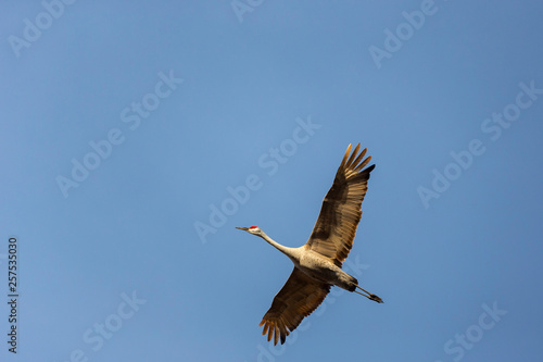 Sandhill crane (Antigone canadensis), Minden, Nebraska, USA photo