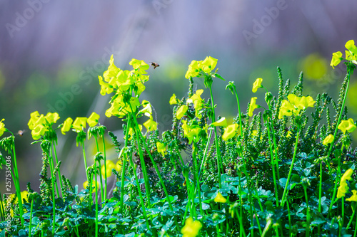 Fototapeta Naklejka Na Ścianę i Meble -  Bright spring flowering of yellow flowers. A typical spring phenomenon on the shores of the Mediterranean Sea. The plant Oxalis is known as the wood sorrels, woodsorrels or wood-sorrel.