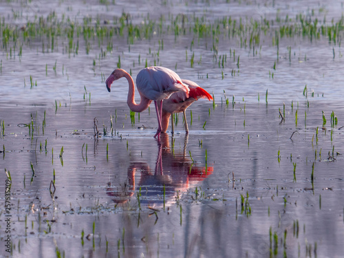 Freilebende Flamingos in Deutschland - Zwillbrocker Venn photo