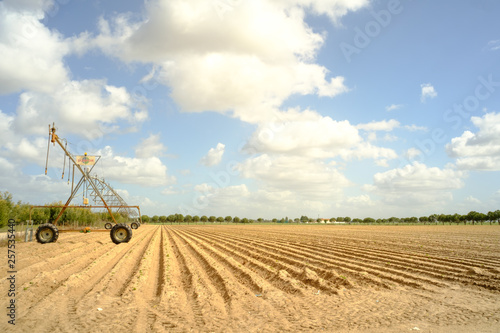 Part of a massive farm in Alentejo, Portugal at March.