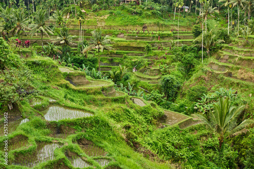 Rice plantations in Bali.