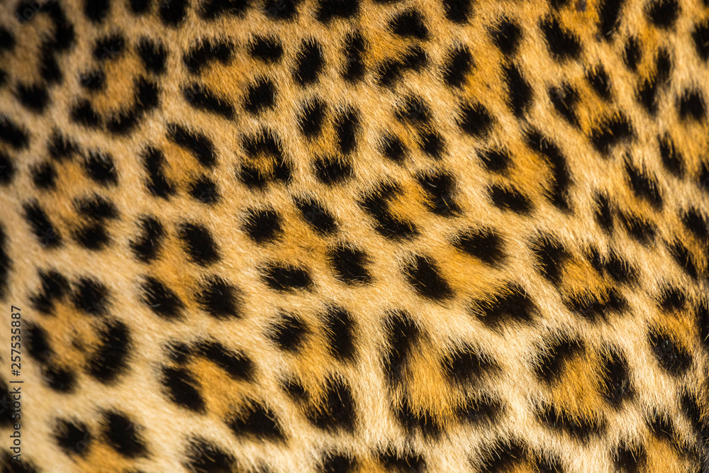 Close up of leopards (Panthera pardus) fur Close up of leopards (Panthera pardus) fur