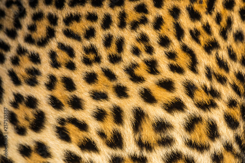 Close up of leopards (Panthera pardus) fur