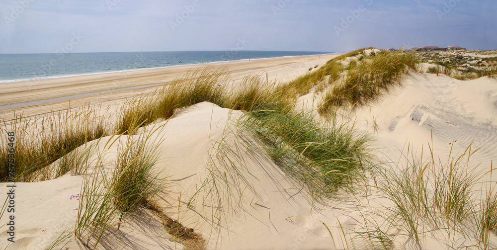 The sandy landscape of Coto de Donana National Park in Andalusia, Spain The sandy landscape of Coto de Donana National Park in Andalusia, Spain