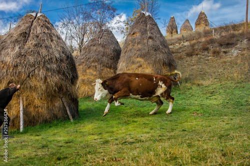 A man and his cow clashed at a farm in southwestern Serbia. This particular cow is playful and often refuses obedience, especially after many days spent in the barn.