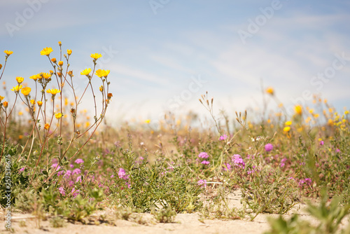 Anza Borrego Desert Wildflowers