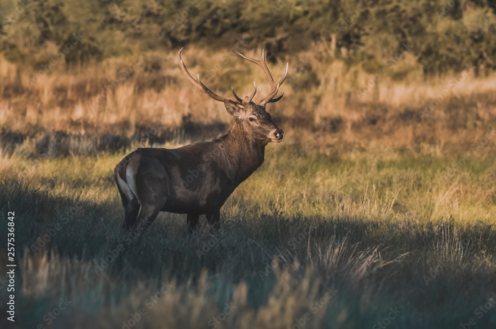 Male Red deer in La Pampa, Argentina, Parque Luro, Nature Reserve Male Red deer in La Pampa, Argentina, Parque Luro, Nature Reserve
