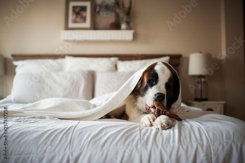 Large St. Bernard dog lays under blanket on bed chewing toy at home photo