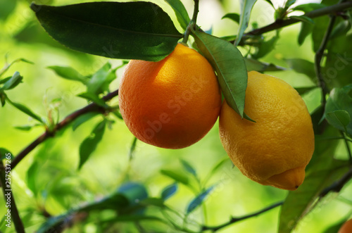 Foto yellow lemon and ripe orange hanging on tree