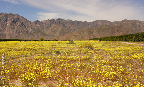 Anza Borrego Desert Super Bloom California