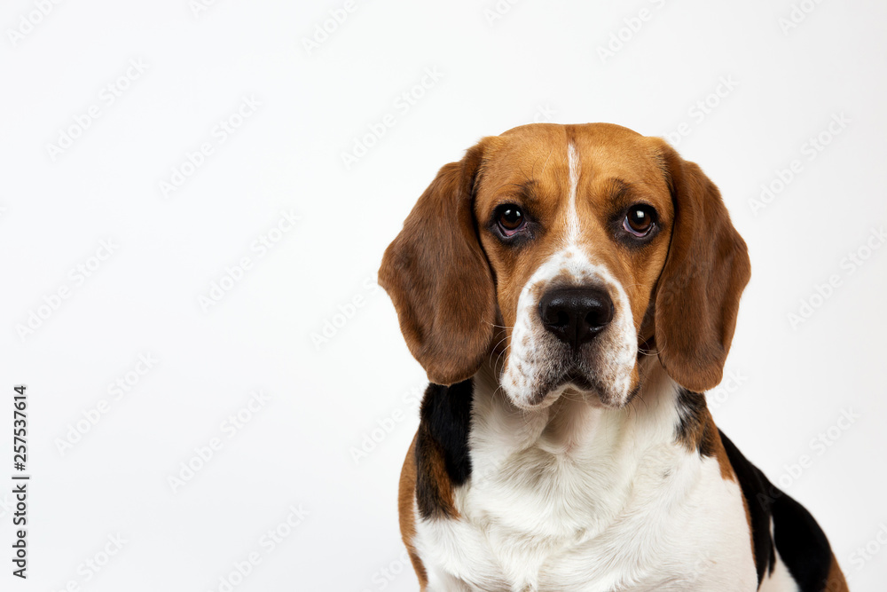 Beautiful Beagle dog on white background. Posing at studio Beautiful Beagle dog on white background. Posing at studio