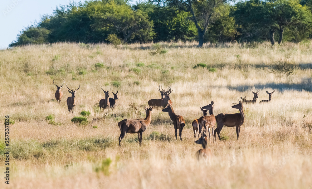 Naklejka premium Red deer in La Pampa, Argentina, Parque Luro, Nature Reserve