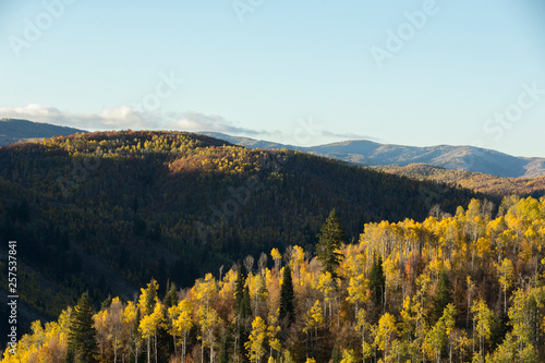 Mountain forest in autumn, Logan, Utah, USA