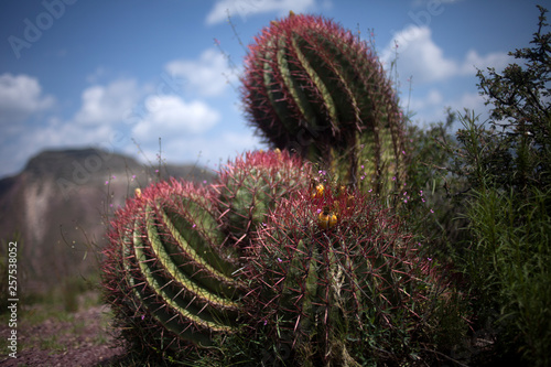 Ferocactus wislizenii cactus in Wirikuta, Real de Catorce, San Luis Potosi, Mexico photo