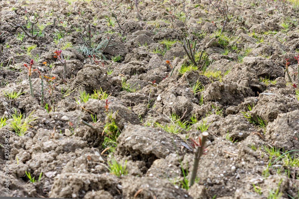 Young seedlings on a plowed field in spring Young seedlings on a plowed field in spring