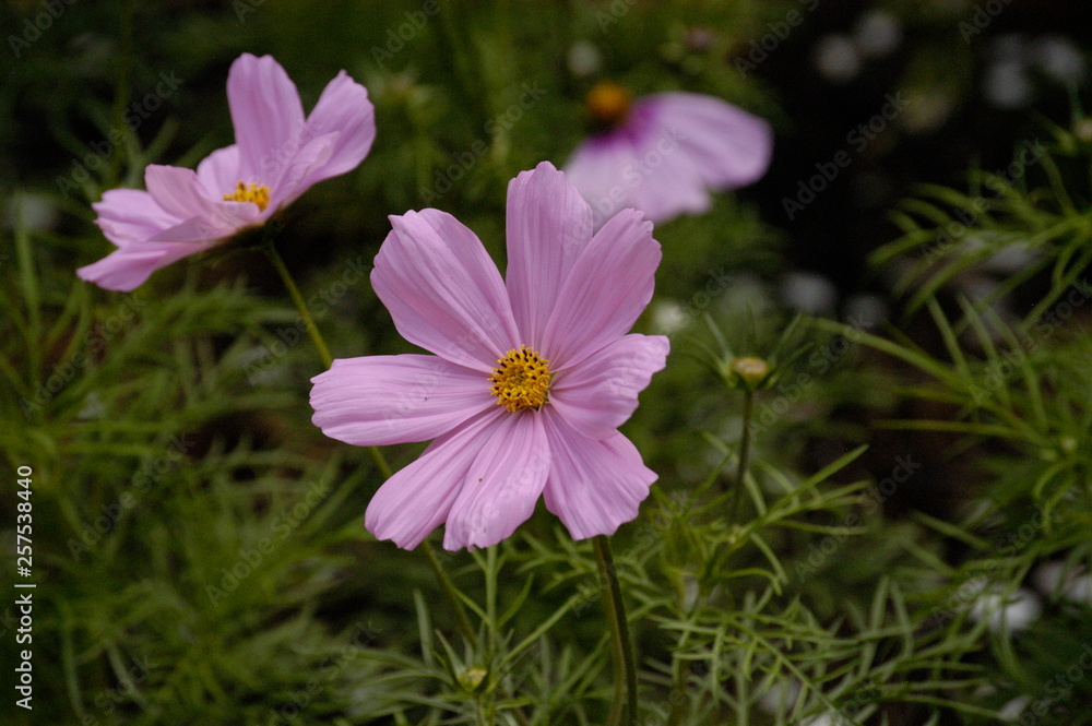 Fototapeta premium pink flowers in the garden