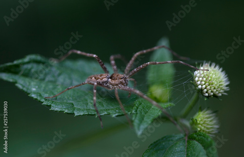 A spider perched on a green leaf in Xilitla, San Luis Potosi, Mexico photo