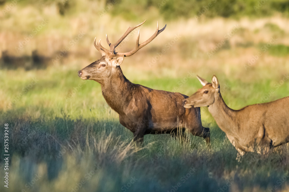 Male Red deer in La Pampa, Argentina, Parque Luro, Nature Reserve Male Red deer in La Pampa, Argentina, Parque Luro, Nature Reserve
