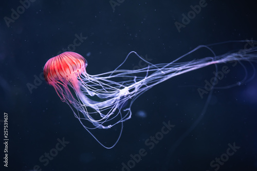 Obraz na plátně glowing jellyfish chrysaora pacifica underwater