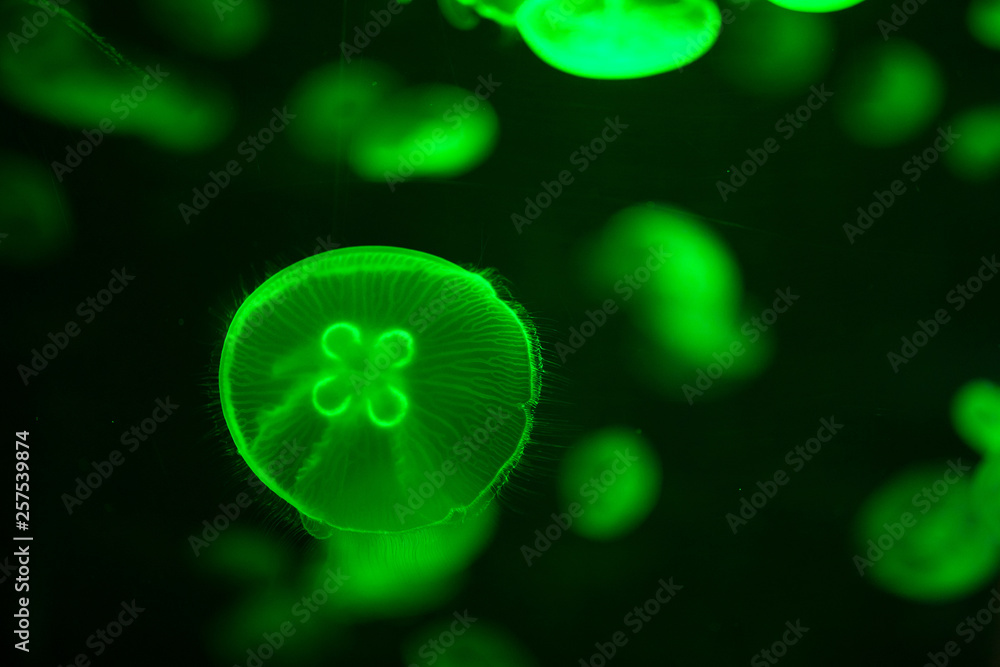 green glowing jellyfish aurelia aurita underwater green glowing jellyfish aurelia aurita underwater