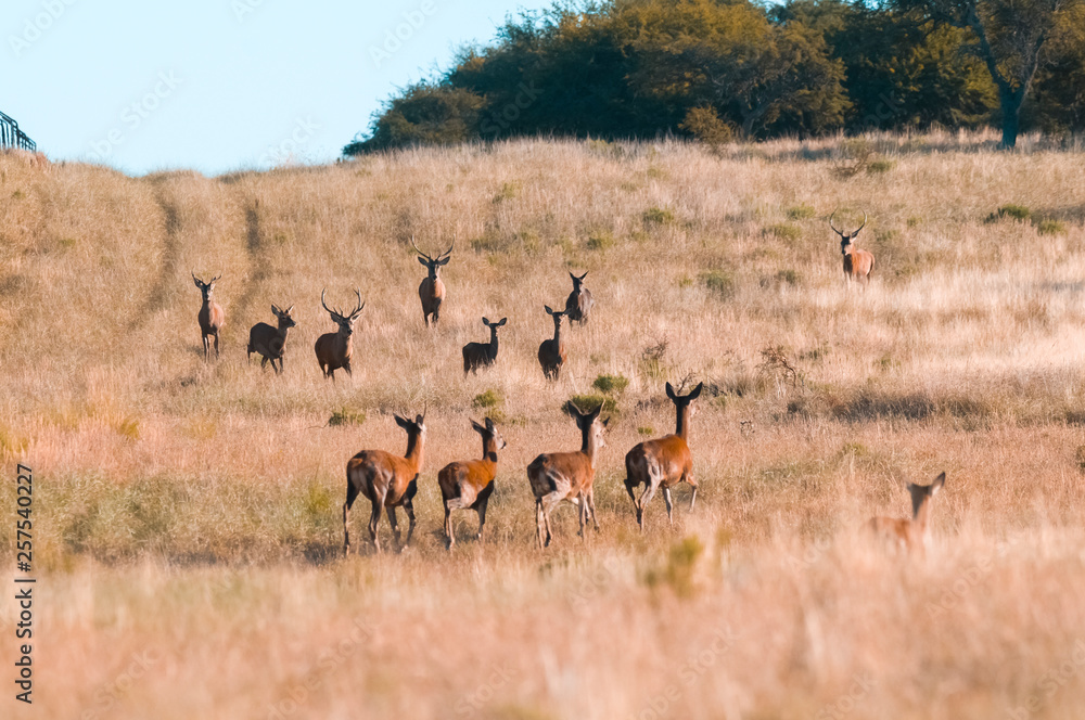 Herd of red deer in La Pampa, Argentina, Parque Luro, Nature Reserve Herd of red deer in La Pampa, Argentina, Parque Luro, Nature Reserve