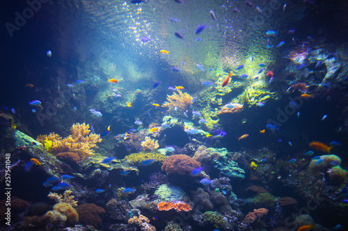 colorful aquarium background with underwater plants © nikkytok
