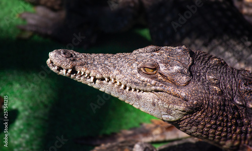 crocodile basking in the rays of sunlight on the green lawn grass
