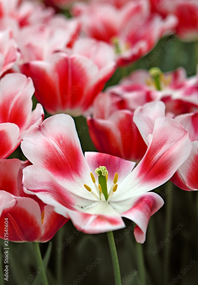 Close-up of closely bundled white-pink tulips. Easter background.