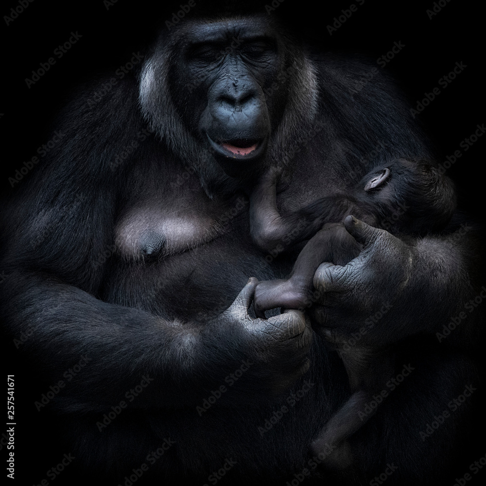 Female gorilla nursing young Female gorilla nursing young
