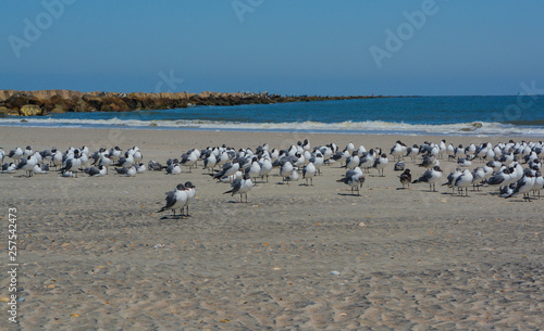 Laughing Gulls (Leucophaeus Atricilla) on Fernandina Beach, Fort Clinch State Park, Nassau County, Florida USA © Norm