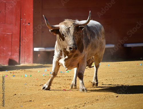 toro con cuernos grandes en plaza de toros