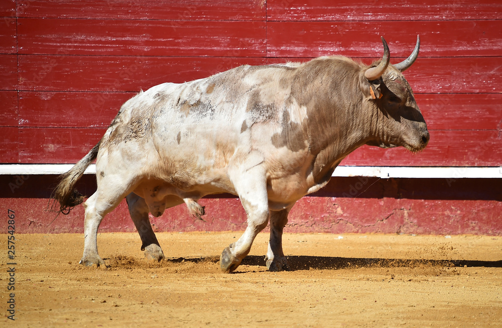 toro con cuernos grandes en plaza de toros toro con cuernos grandes en plaza de toros
