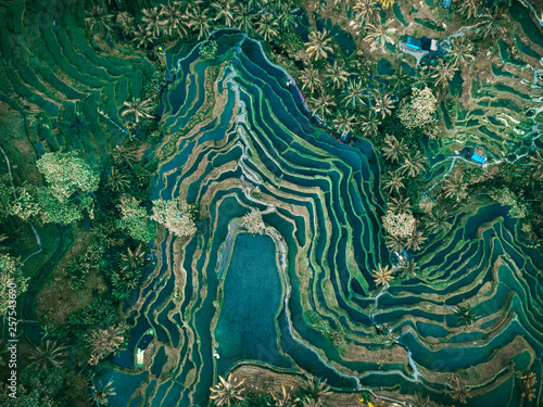 Aerial view of rice terraces, Tegallalang, Bali, Indonesia