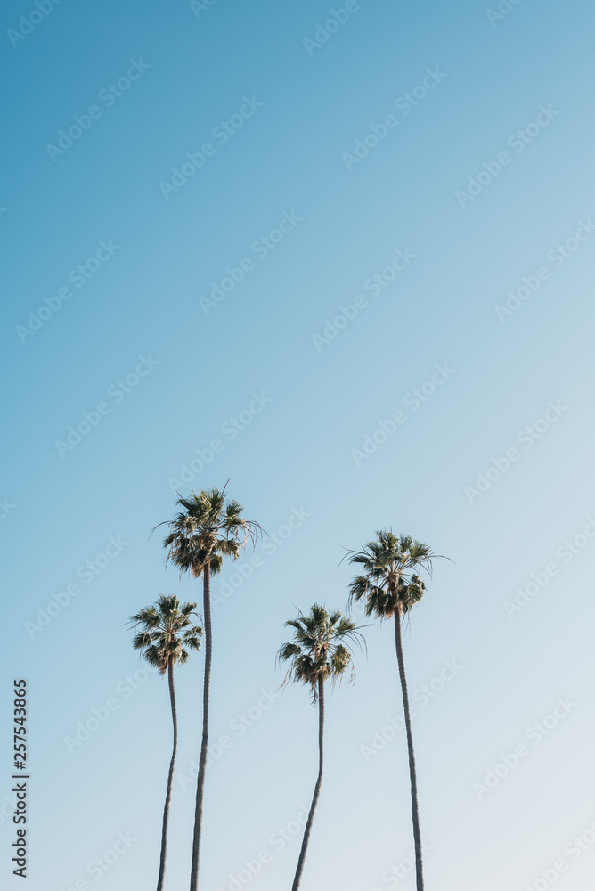 Palm trees at Heisler Park, in Laguna Beach, Orange County, California Palm trees at Heisler Park, in Laguna Beach, Orange County, California