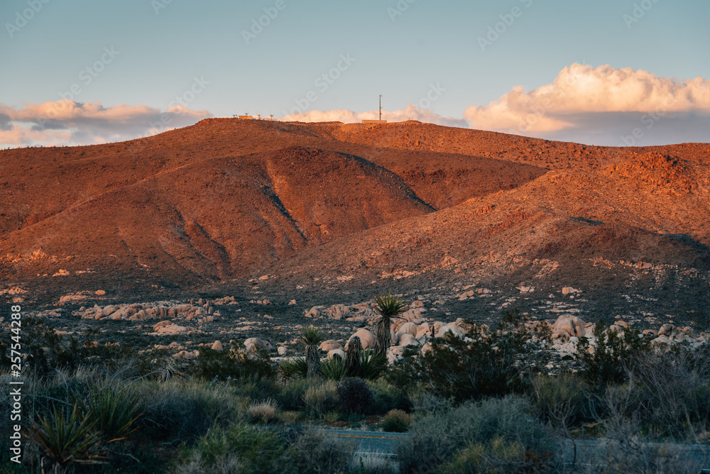 Fototapeta premium Mountains and desert landscape at sunset, in Joshua Tree National Park, California