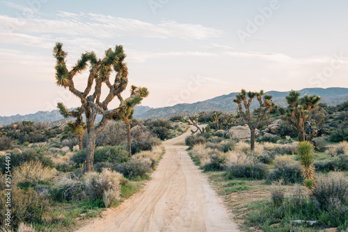 Joshua trees and dirt road in the desert in Rimrock, near Pioneertown, California photo
