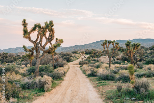 Fotografia, Obraz Joshua trees and desert landscape along a dirt road at Pioneertown Mountains Pre
