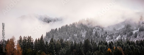 Photography Forest in winter