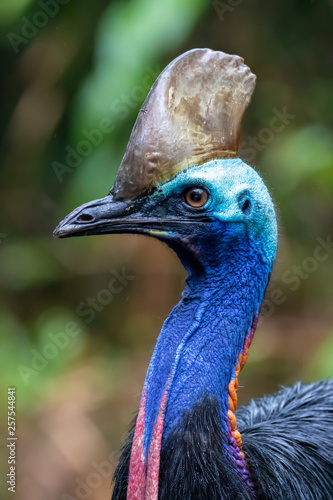 Southern cassowary (Casuarius casuarius) portrait
