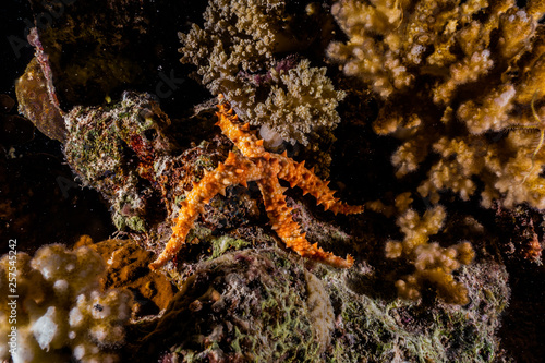 Starfish On the seabed in the Red Sea, eilat israel