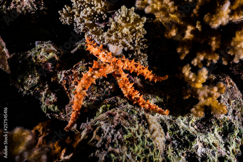 Starfish On the seabed in the Red Sea, eilat israel © yeshaya