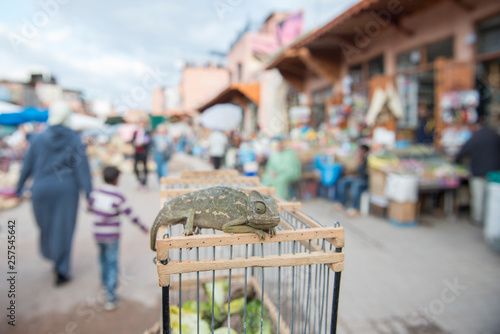 Chameleon in souk in medina of Marrakesh, Morocco photo