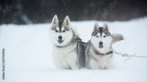Siberian Husky dogs on winter background. Two amazing husky dogs standing on the snow.