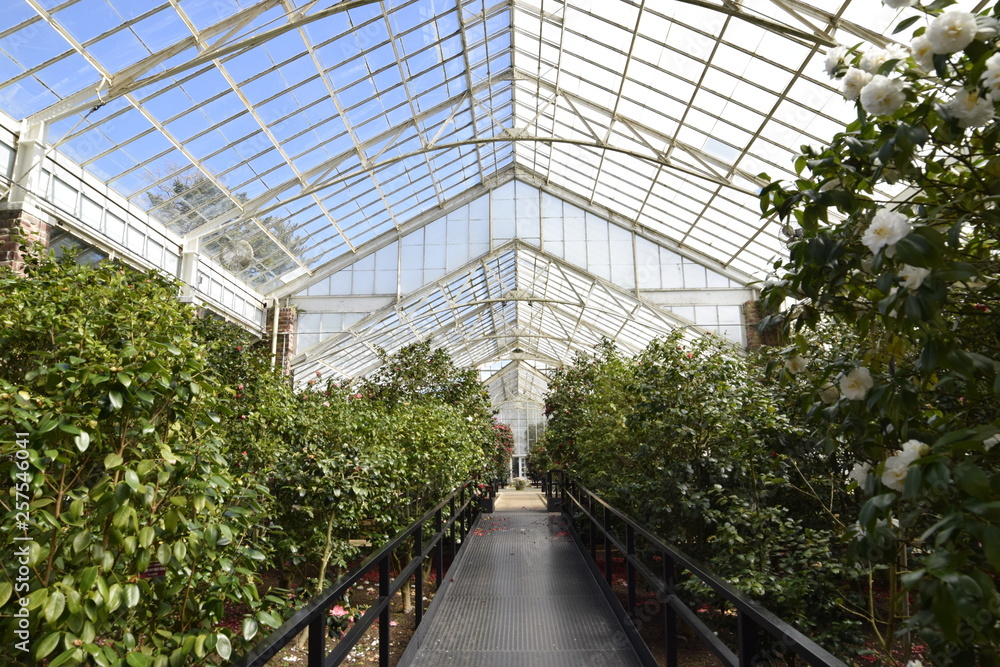 plants in a greenhouse