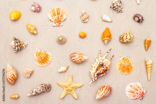 Seashells summer background. Lots of different seashells piled together, top view.