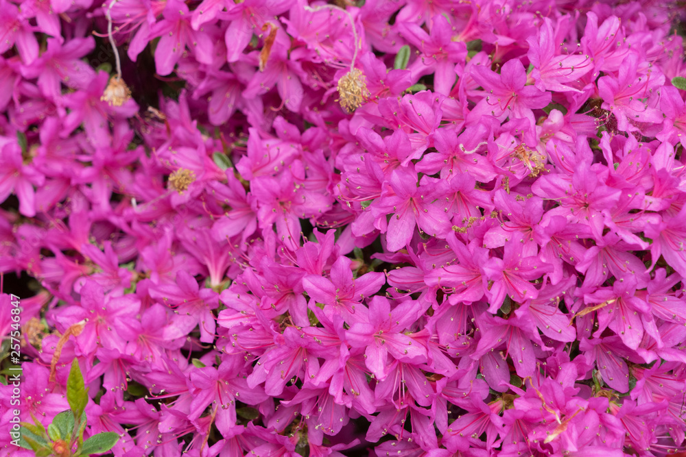 Rhododendronblüte (pink) - Textur Rhododendronblüte (pink) - Textur