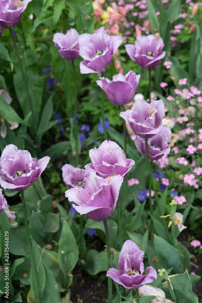 Blumenbeet mit bunten Tulpen (lila, pink, rosa)